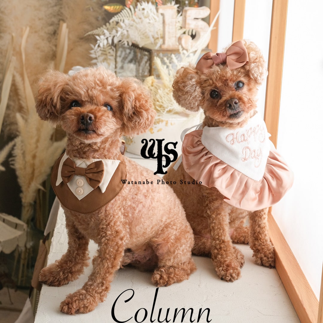 愛犬サンプル写真 撮影サンプル20250712 | ふぉとさいく 410319.studio